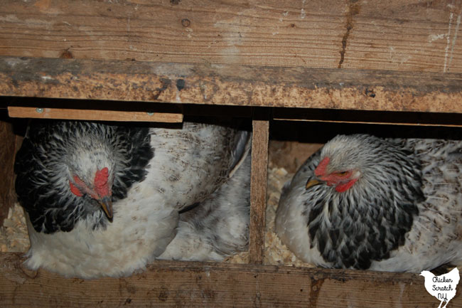 two large brahma hens sleeping in nest boxes