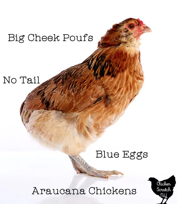  Araucana chicken against a white back ground with blue eggs, cheek poufs and not tail text overlay