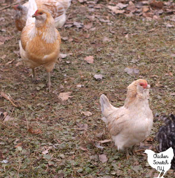 bantam Easter egger hen