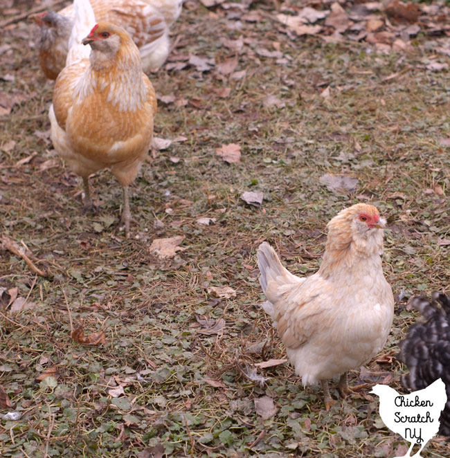 bantam Easter egger hen