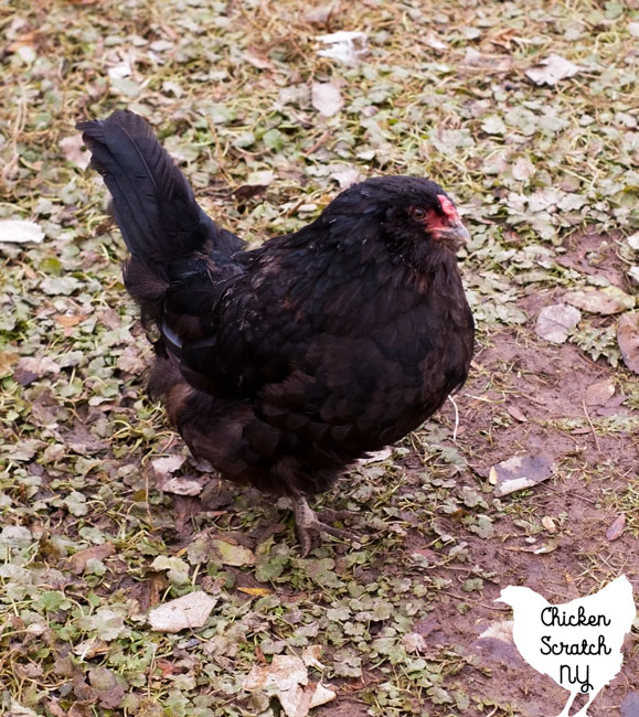 back half Easter Egger bantam hen