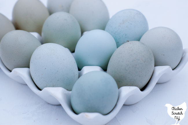 easter egger chicken colors