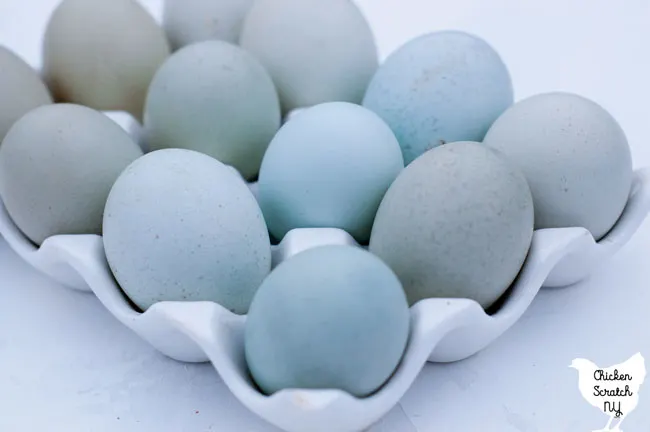 blue, green and pale olive eggs in a white ceramic egg holder