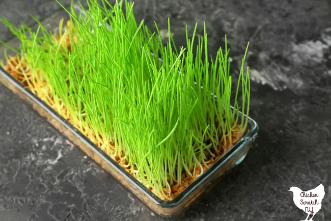 glass baking dish filled with growing grass