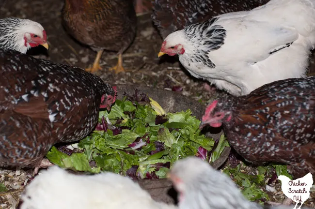 chickens eating salad greens out of a large bowl
