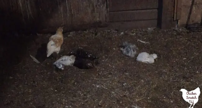 chickens laying in the dirt dust bathing