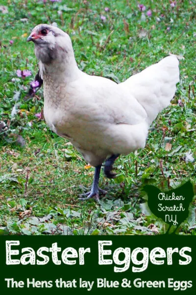 Easter egger hen in a green field