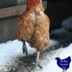 chicken walking in the snow with text overlap, cheap and easy ways to entertain chickens