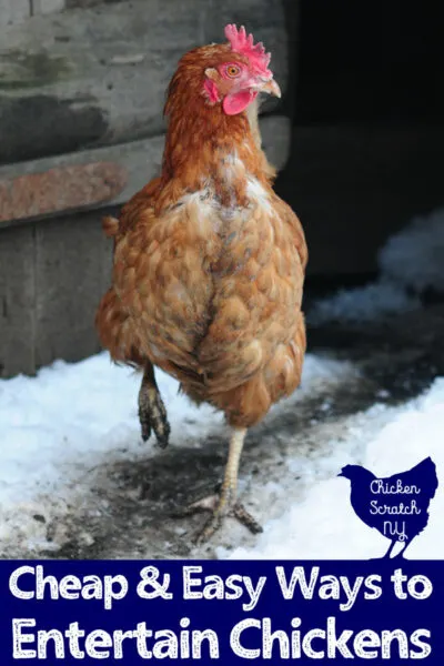 chicken walking in the snow with text overlap, cheap and easy ways to entertain chickens