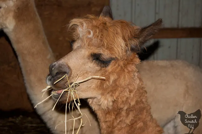brown alpaca eating hay