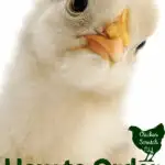 white chick with head cocked to the side text overlay ordering chickens online
