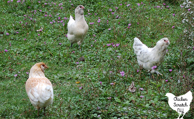 three young Easter egger pullets in a green spring field 