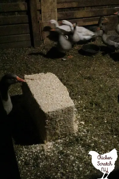 block of wood shavings in a dark chicken coop surrounded by geese