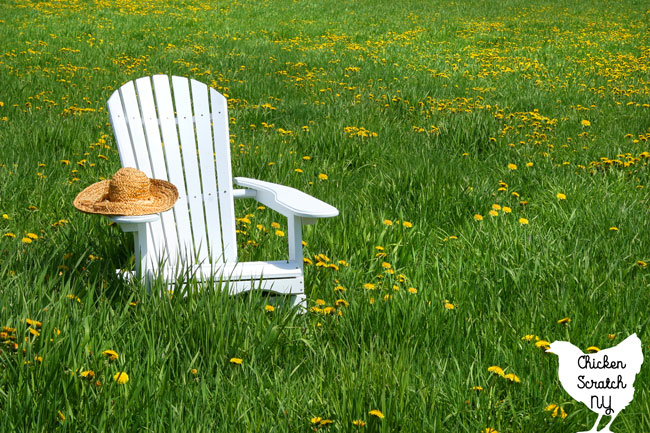white Adirondack chair in a green field filled with dandelions