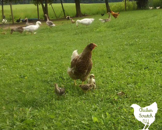 blue laced red wyandotte hen with three chicks on a green lawn with other poultry in the background