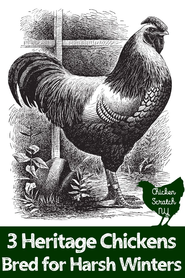 Brahma — Heritage Poultry Conservancy