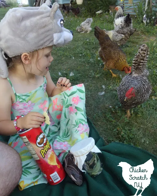 dominique chicken at a picnic with a little girl in a floral dress eating chips