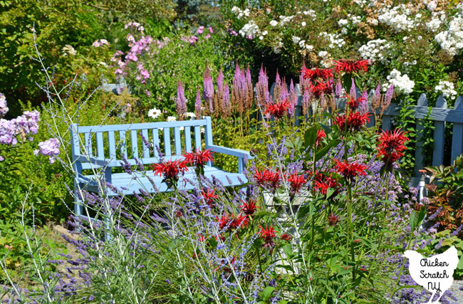blue garden bench with red bee balm and purple Russian sage