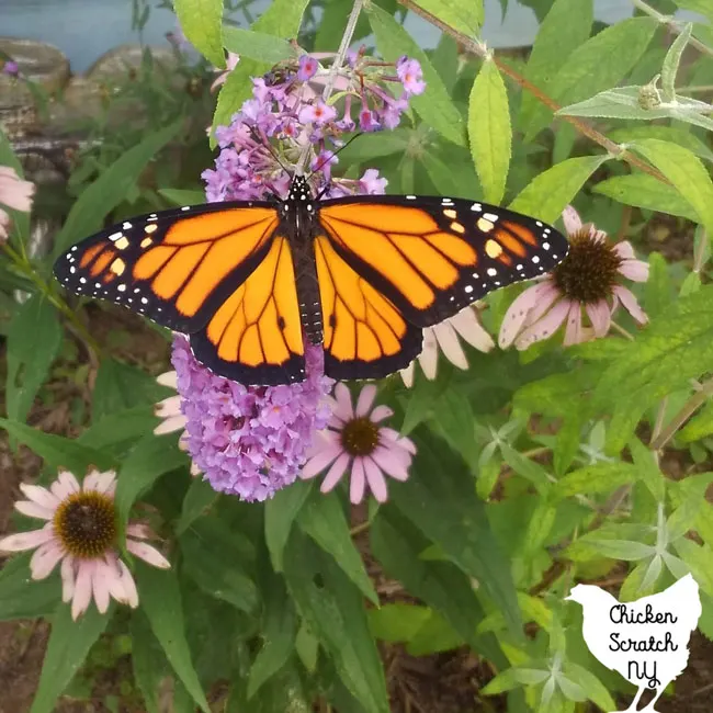 monarch butterly on butterfly bush with purple cone flowers