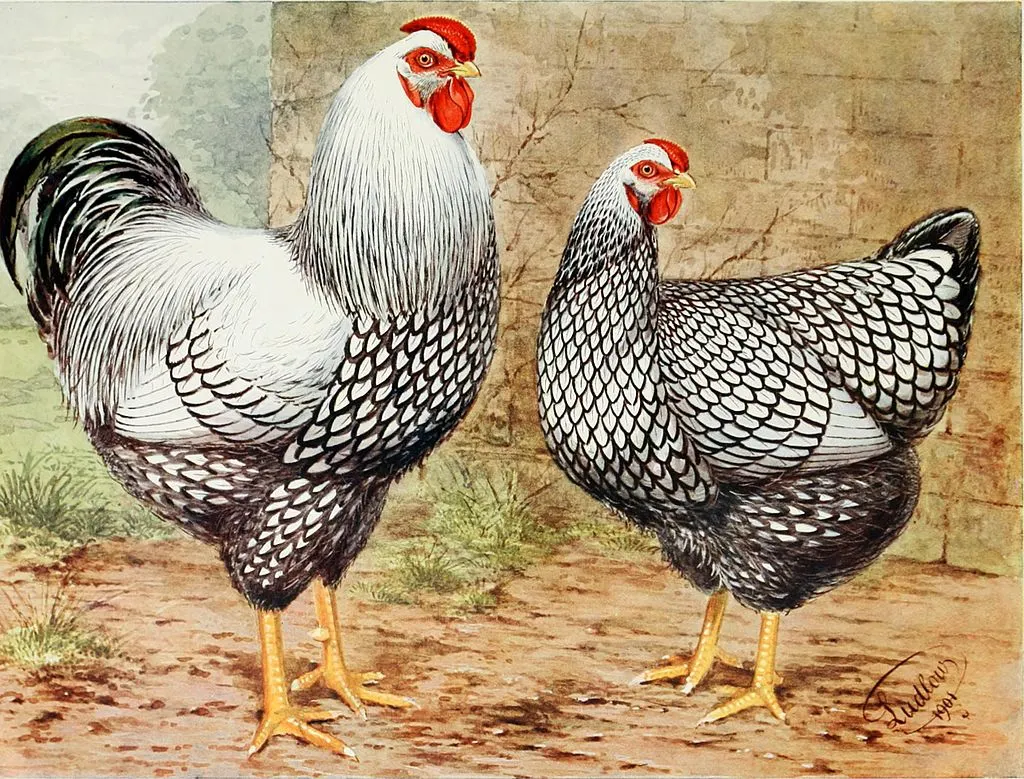 silver laced wyandotte rooster and hen drawing