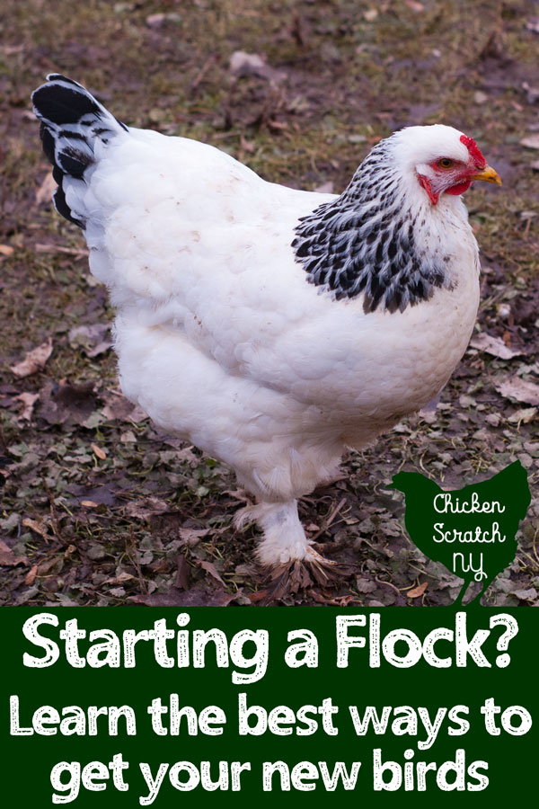 light brahma hen on a winter field