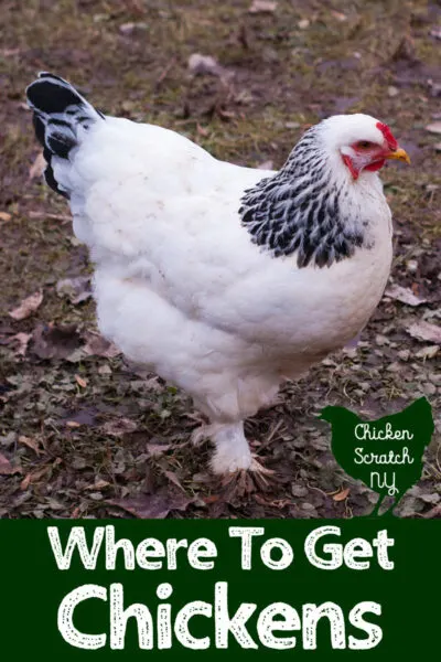 brahma hen standing in a field