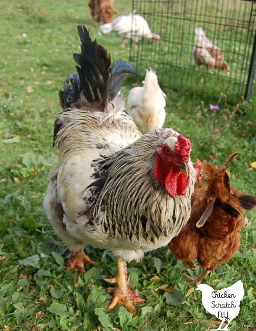 brahma rooster in a field 