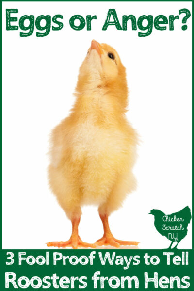 chick looking up at test Eggs or anger? 3 fool proof ways to tell roosters from hens