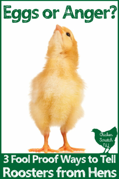 What are a chicken's hackles? - My Pet Chicken