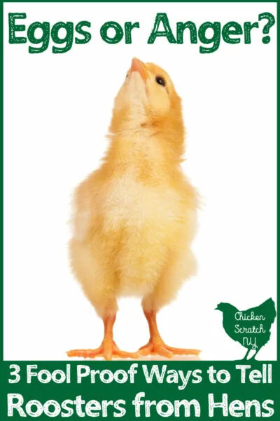 green leg hatch - Google Search  Game fowl, Fancy chickens, Pet