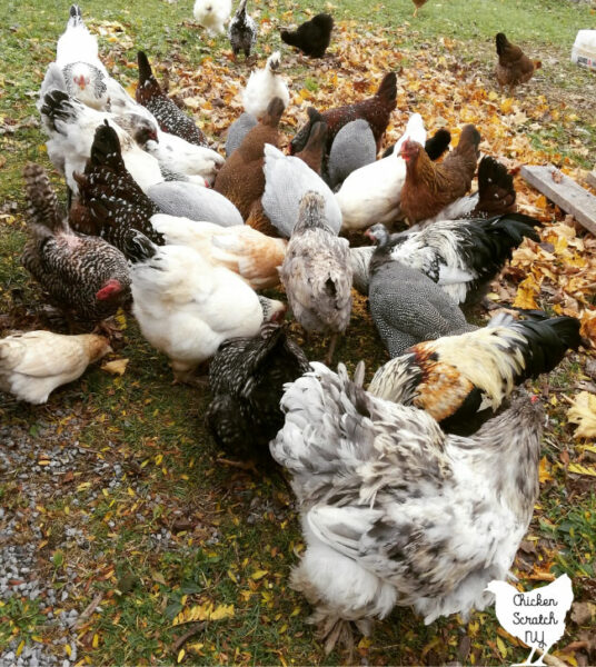 mixed flock of chickens