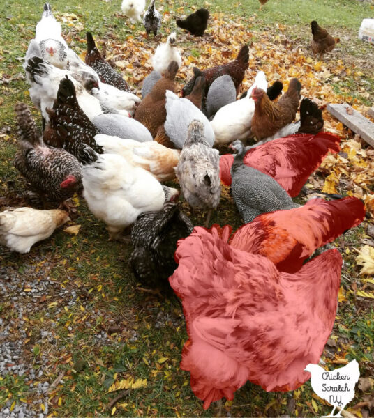 flock of chickens with the roosters highlighted in red