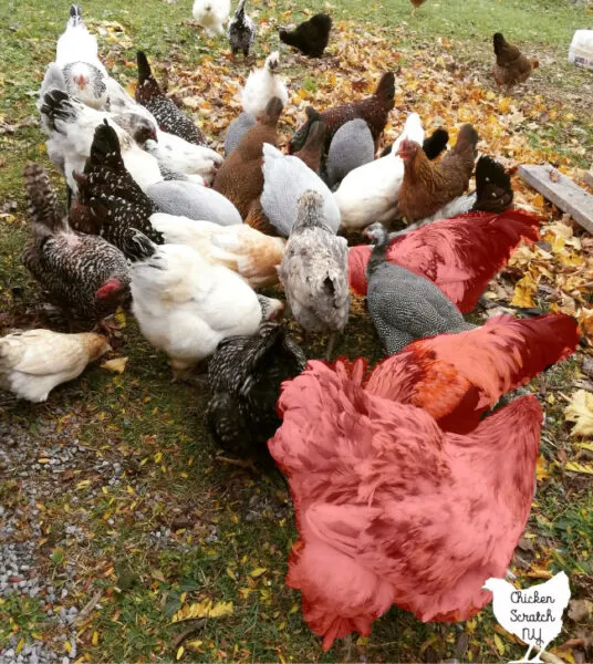 How to Tell a Rooster from a Hen. - My Pet Chicken