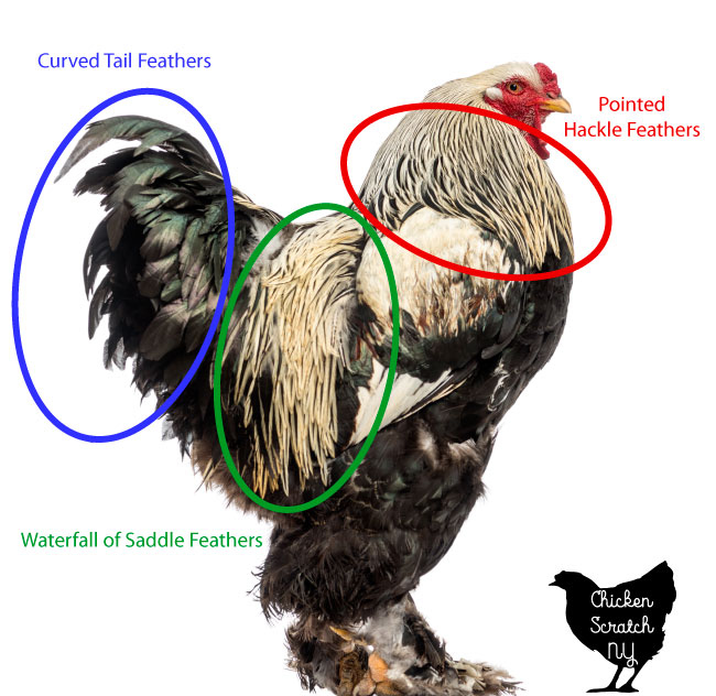 IDENTIFYING A ROOSTER HEN FEATHERS COMPARED BY FEATHERS: TO ROOSTER FEATHERS:  SICKLE WIDER, HACKLE HACKLE ROUNDED