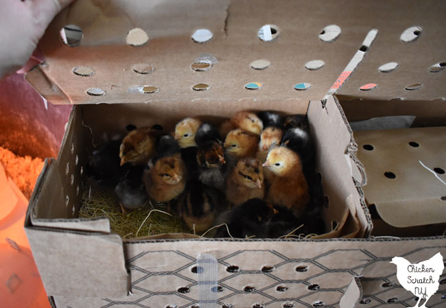 box of chicks after delivery