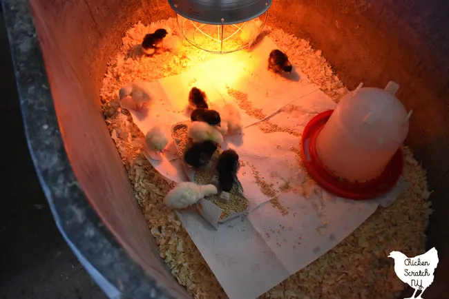 brooder set up with turkey poults and chicks