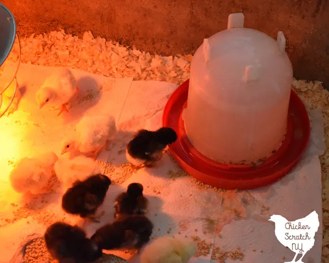 days old chick drinking water