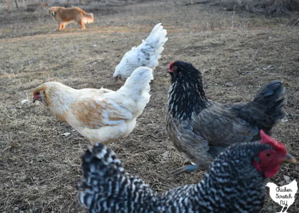 Easter Egger hens with a dominique photobombing