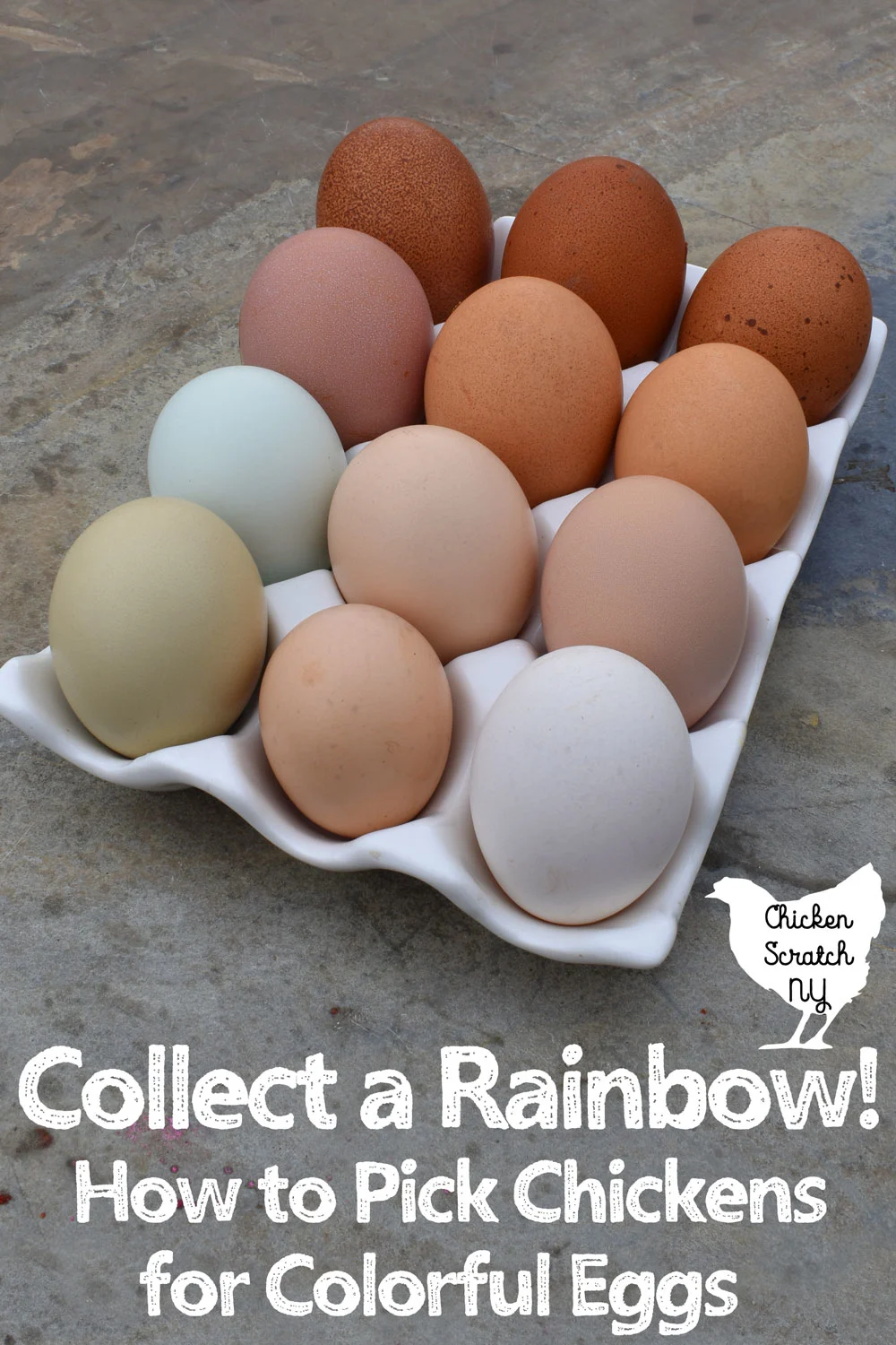 white ceramic egg holder filled with 12 fresh farm eggs in blue, green, tan, cream, white & dark brown