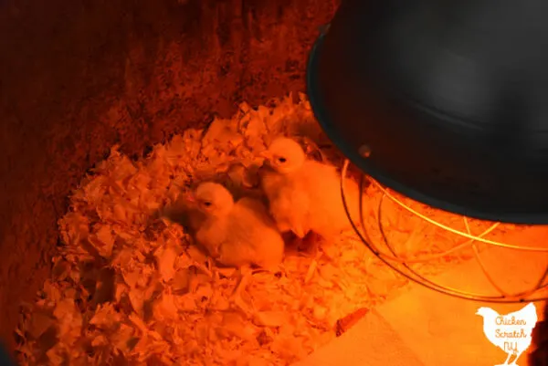 napping turkey poults