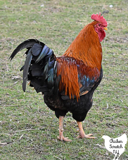 welsummer rooster