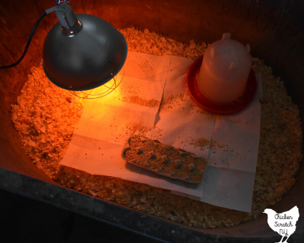 chick brooder set up with heat lamp, waterer and food tray