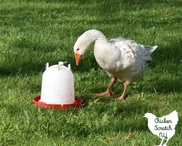 white male pilgrim goose standing next to a 5 quart chicken waterer