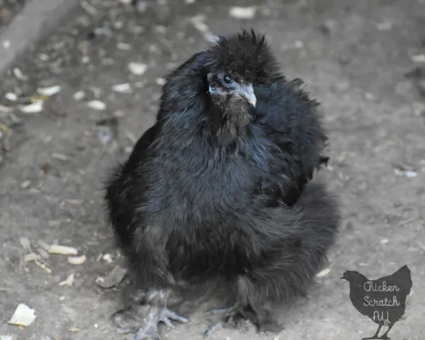 black silkie hen