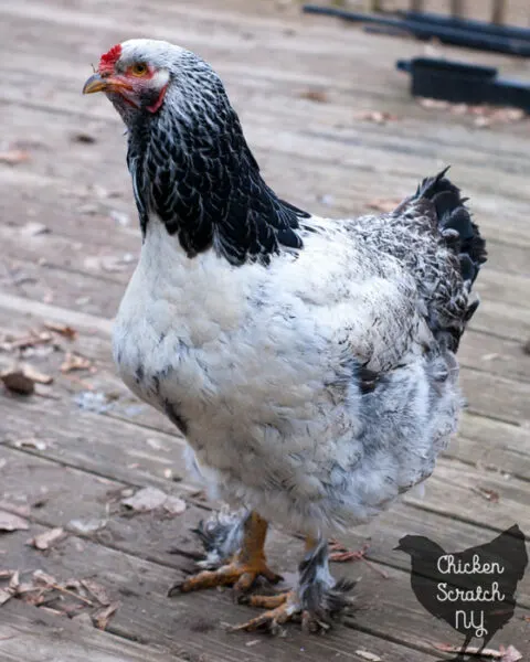 old brahma hen