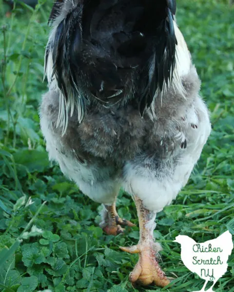 HUGE Brahma chicken leaves viewers scared over it's size