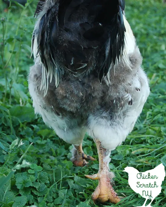 Silver Laced Brahma Chicken Scratching Ground Stock Photo