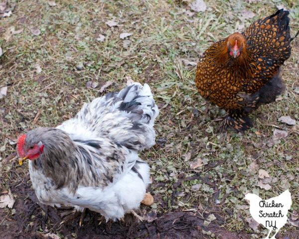 Black And White Chickens With Feathered Feet