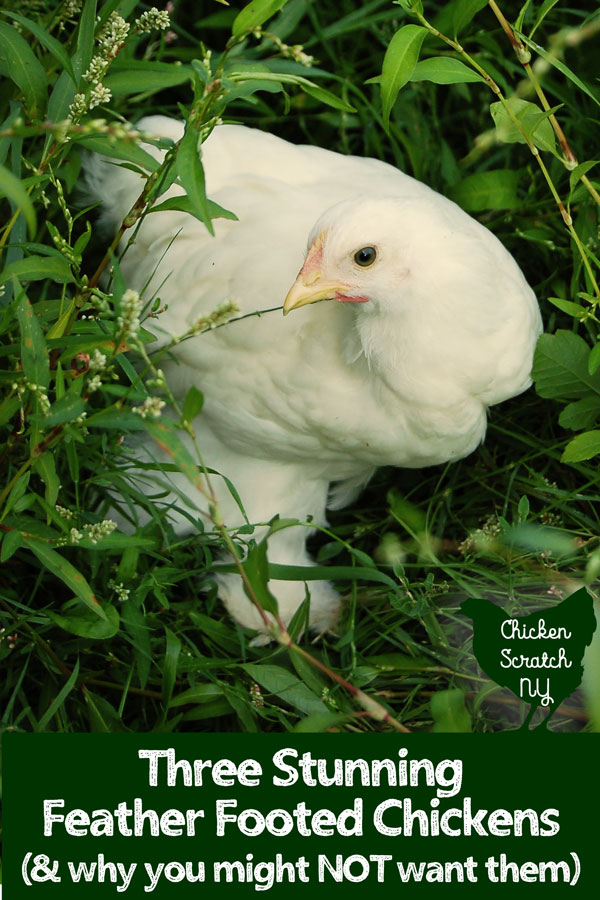 HUGE Brahma chicken leaves viewers scared over it's size