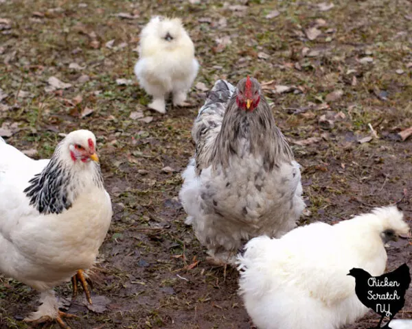 HUGE Brahma chicken leaves viewers scared over it's size